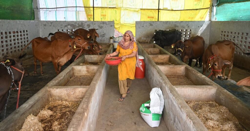 Animal Health and Productivity Improvements